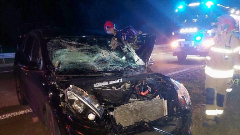 Wypadek na S7 koło Nidzicy. Ford uderzył w łosia